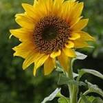 Monica  Gupta Profile Picture