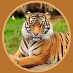 tiger Profile Picture