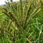 Zingat Profile Picture